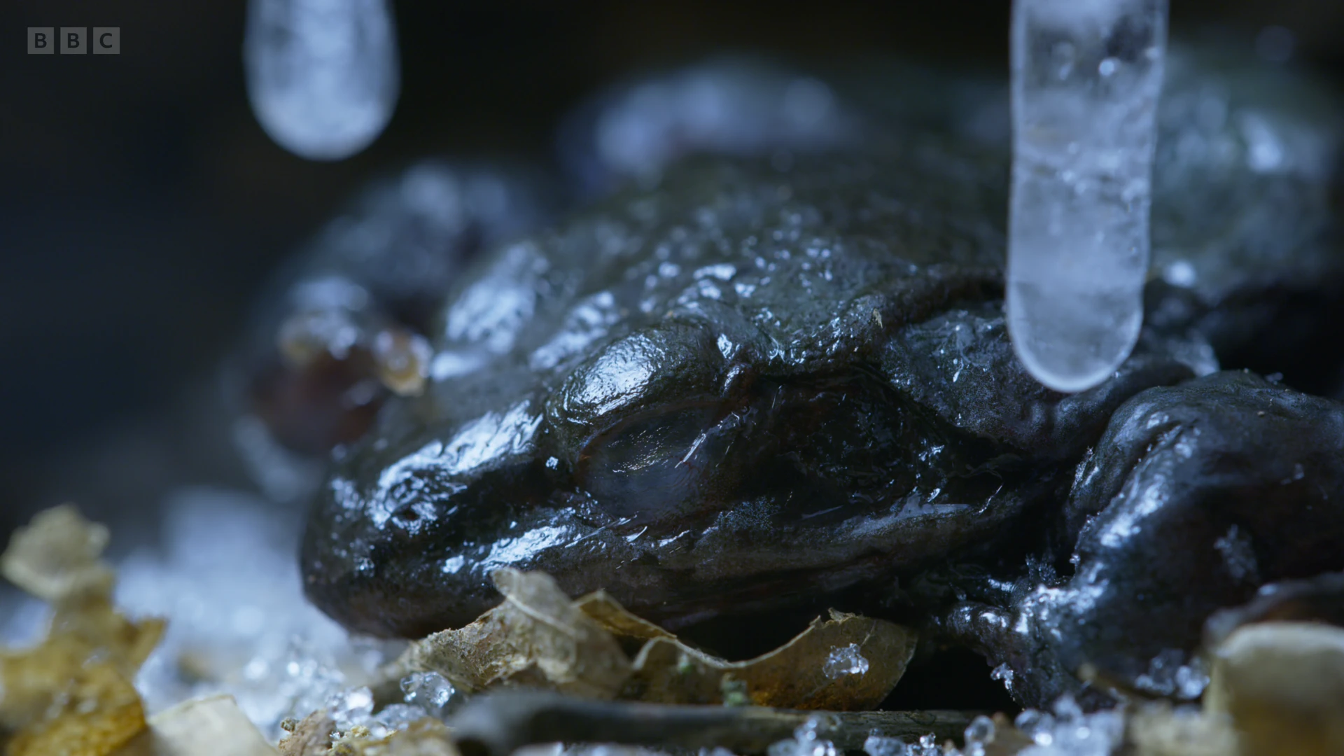Wood frog (Lithobates sylvaticus) as shown in A Perfect Planet - The Sun